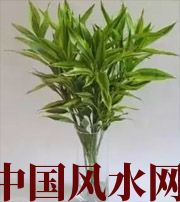 赣州十二生肖养什么植物最旺财运？你知道吗！